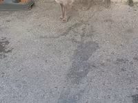 Pisik satilir.Siyan pisiyidi — عکس 2