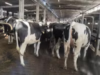 İnek, Holstein ırkı — foto 3