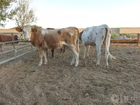 گاو ماده, Simmental cattle — عکس 6
