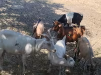 Kambing jantan, Goats — foto 3