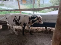 Kvæg (parti, køn ikke angivet), Russian Black pied cattle — foto 1