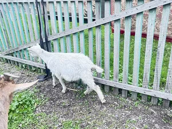Коза, Alpine goat