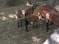 Baran, Cameroon sheep — zdjęcie 2