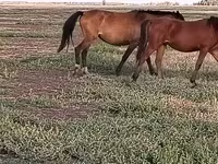 Konji (partija, pol nije naveden), Horse breed — fotografija 3