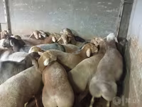 绵羊（批次，未指定性别）, Sheep — 照片 8