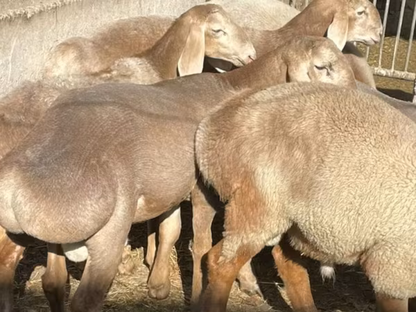 Wad, Arashan sheep