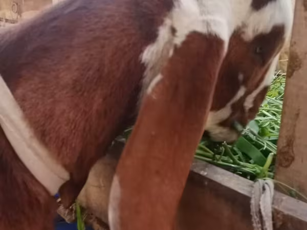 Bock, Getter