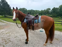 Cavallo, Quarter Horse — foto 2