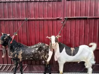 Козел, Kamori goats — снимка 2