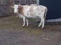 ላም, Simmental cattle — ፎቶ 2