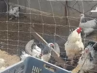 Brahma — Foto 3