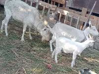 Cabra, Dutch Landrace goats — foto 3