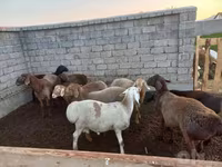 قوچ, Arashan sheep — عکس 2