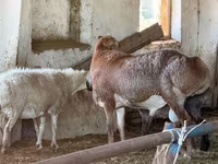 ভেড়ার পাঁঠা, Arashan sheep — ছবি 2