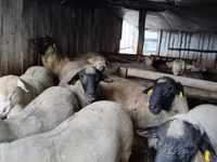 قوچ, Ile-de-France sheep — عکس 6