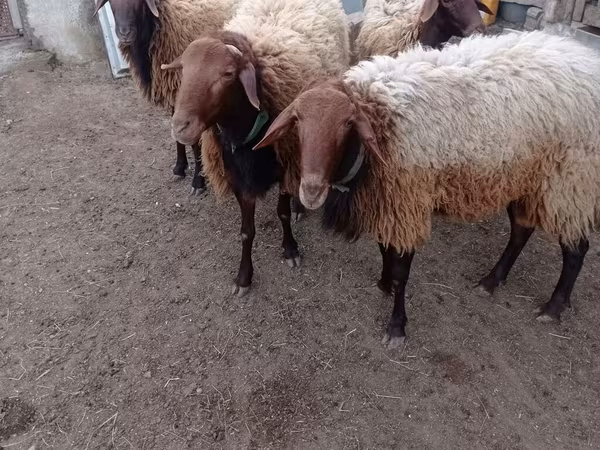 Ovca, Овце