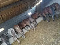 Cheval, Chevaux — photo 1
