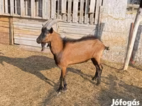 Bak, Alpine goat — 2. fotó