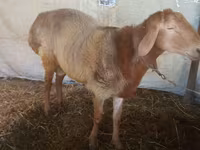 Widder, Arashan sheep — Foto 1