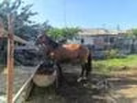 Klisna, Kyrgyz Horse — foto 7