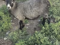 قوچ, Romanov sheep — عکس 3