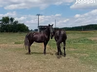 Kůň, American paint horse — foto 4