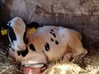گاو نر, Simmental cattle — عکس 4