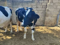 گاو ماده, Russian Black pied cattle — عکس 2