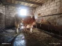 Mucca, Simmental cattle — foto 1