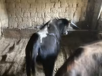 Bulle, Russian Black pied cattle — Foto 5