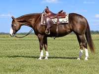 Kobila, Quarter Horse — fotografija 7