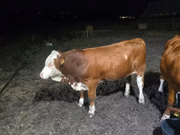 گاو نر, Swiss cattle — مولداوی