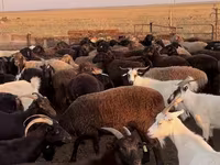 Schaf, Edilbay sheep — Foto 7