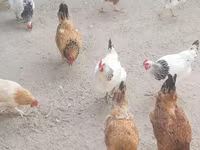 نورث هالند بلو — عکس 7