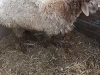 雄羊, Rhon sheep — 写真 4