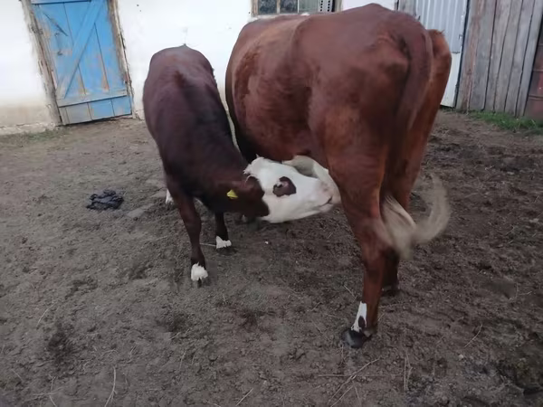 Krava, Simmental cattle