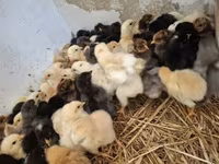 Chickens — ფოტო 2