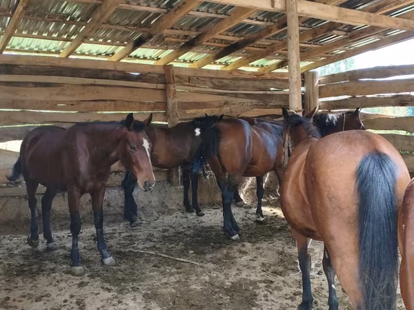 Égua, Cavalos