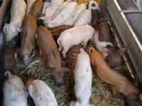 Babi (lot, jantina tidak dinyatakan), Дюрок — foto 1