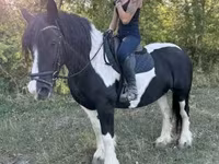 Hoppe, Gypsy horse — foto 4