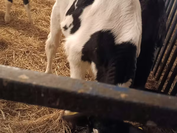Bull, Russian Black pied cattle
