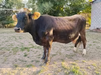 گاو ماده, Russian Black pied cattle — عکس 1