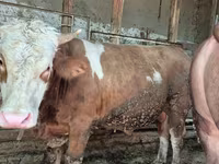 Býk, Simmental cattle — foto 2