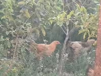 Chickens — foto 7