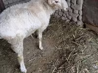 Wad, Sheep — sawirka 2