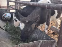 گاو ماده, گاو سفیدسر قزاقستانی — عکس 4