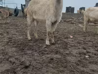 بز ماده, Saanen goat — عکس 2