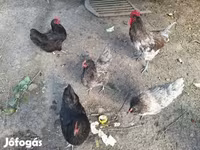 Chickens — снимка 3