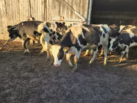 Krava, Russian Black pied cattle — foto 1