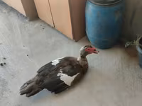 مسکوی خانگی — عکس 7